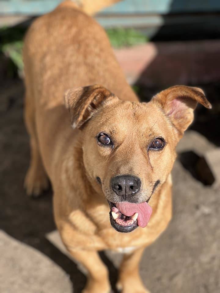 Why Adoption Saves Lives From Streets to Sanctuary: Alpha’s Journey