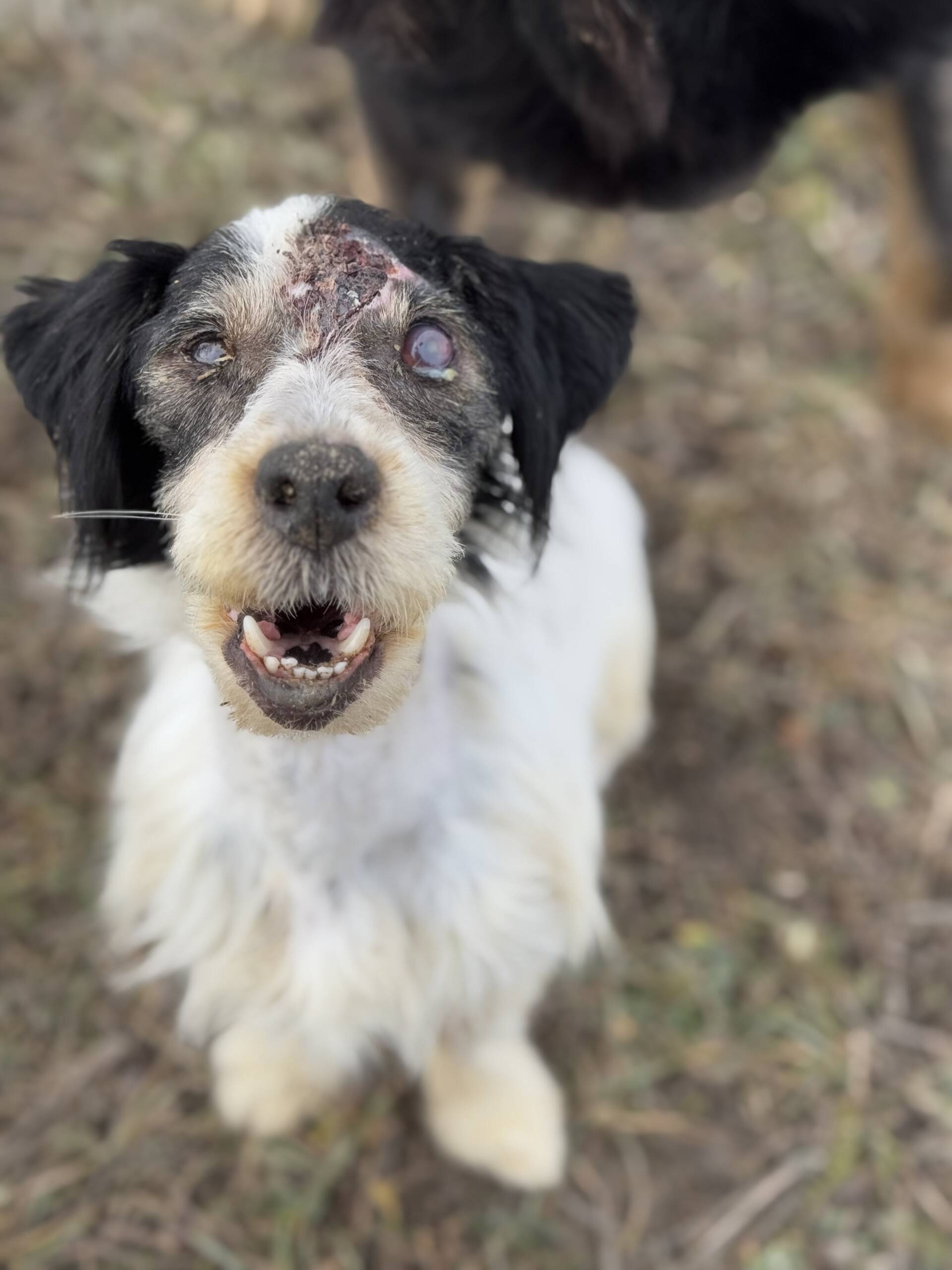 From Streets to Sanctuary: Lisa’s Miraculous Journey