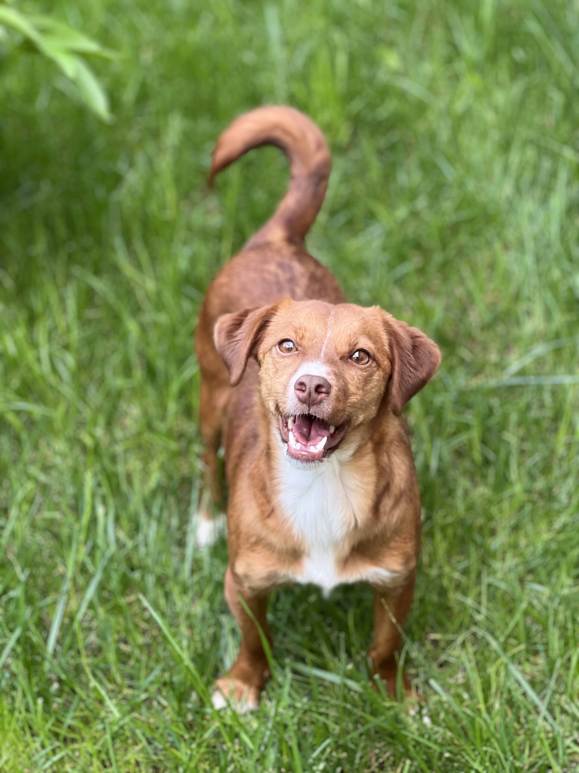 Bringing Home a Romanian Rescue Dog: A Gentle Guide for New Adopters